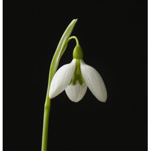 Galanthus Faith Stewart-liberty Open.jpg