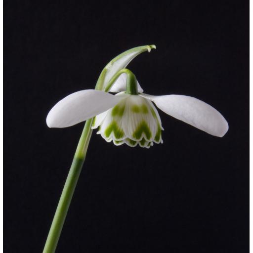 Galanthus Ailwyn - 2.jpg