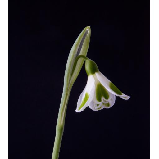 Galanthus Trym - 2.jpg