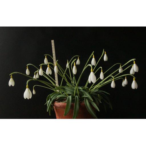 Galanthus elwesii Pack of 100 bulbs