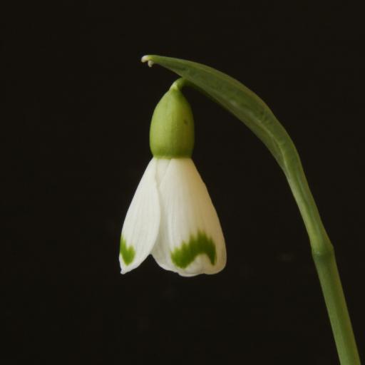 Galanthus Trymlet 17.jpg