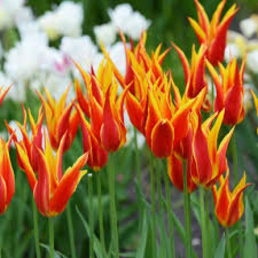 Tulip 'Fly Away' Pack of 8 bulbs