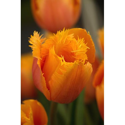 Tulip 'Lambada' Pack of 8 bulbs