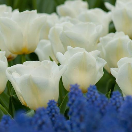 Tulip 'Calgary' Pack of 8 bulbs