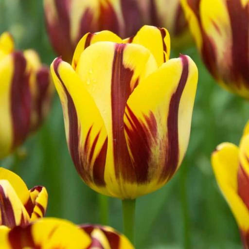 Tulip 'Helmar' Pack of 8 bulbs