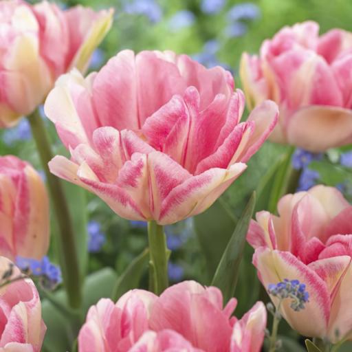 Tulip 'Foxtrot' Pack of 8 bulbs