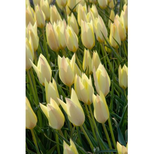 Tulip 'Honky Tonk' Pack of 8 bulbs