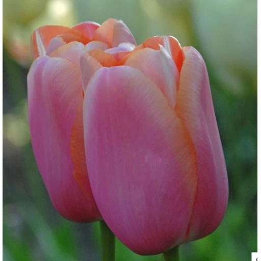 Tulip 'Menton' Pack of 8 bulbs