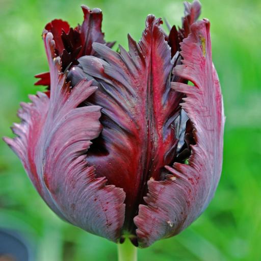 Tulip 'Black Parrot' Pack of 8 bulbs