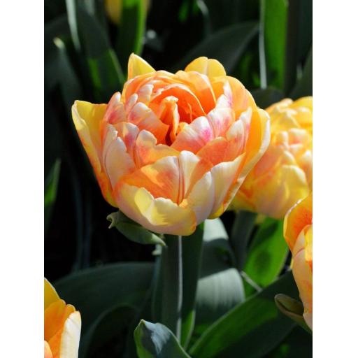 Tulip 'Foxy Foxtrot' Pack of 8 bulbs