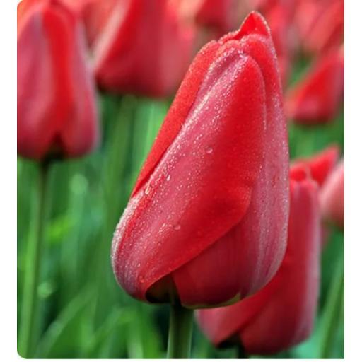 Tulip 'Parade' Pack of 8 bulbs