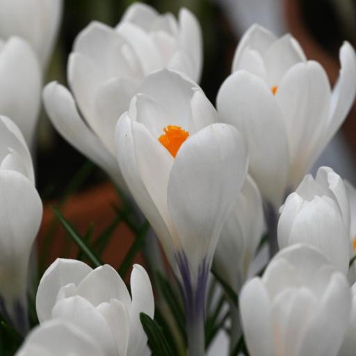 Crocus 'Ice Queen' Pack of 15 corms