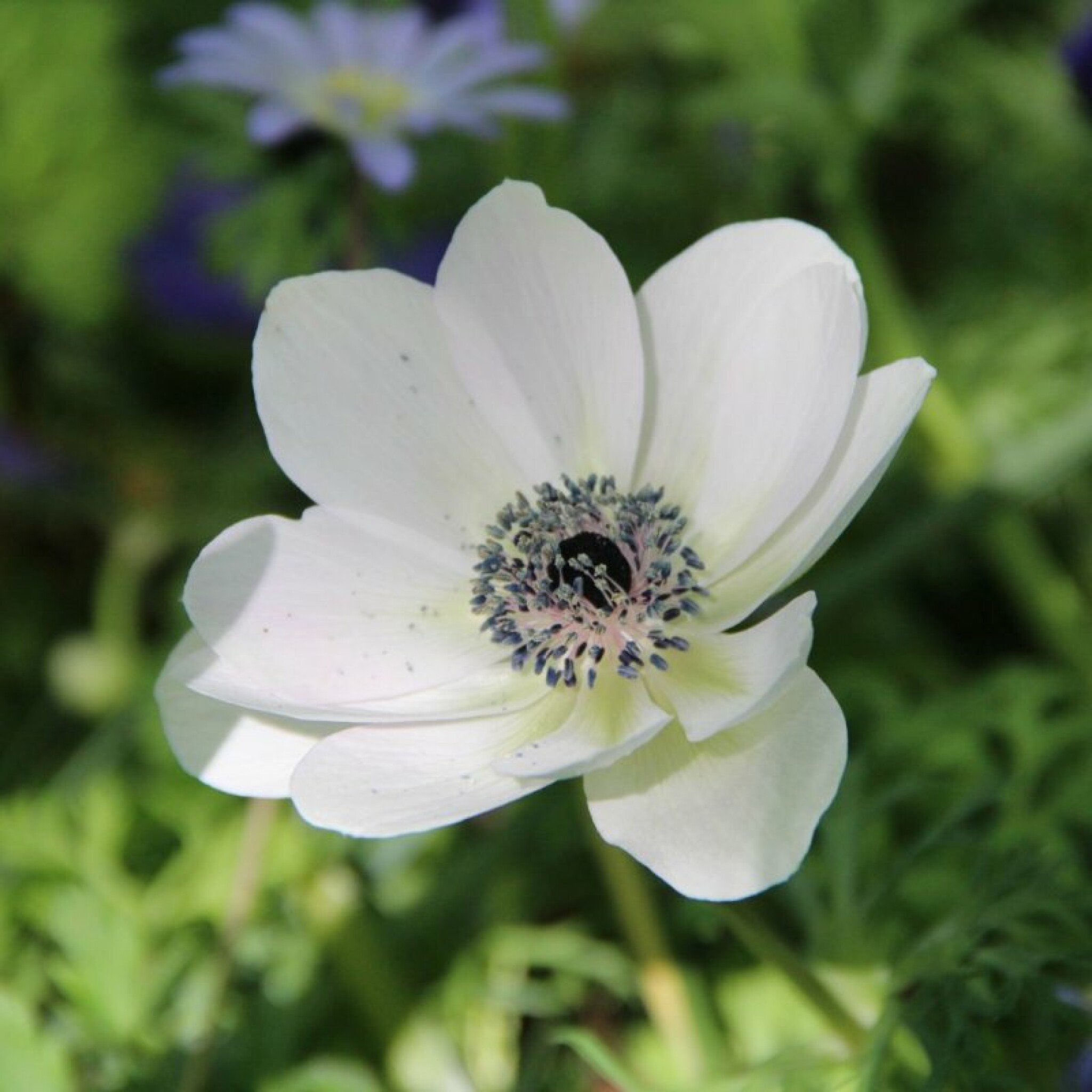 anemone-coronaria-bride-10018.jpg