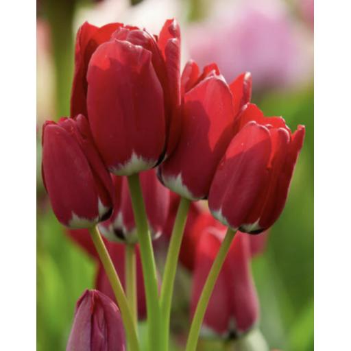 Tulip 'Fiery Club' Pack of 8 bulbs