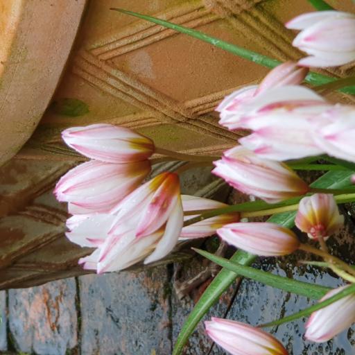 Tulip 'Hilde'  Pack of 8 bulbs