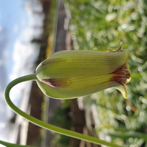 Fritillaria elwesii - 3 bulbs