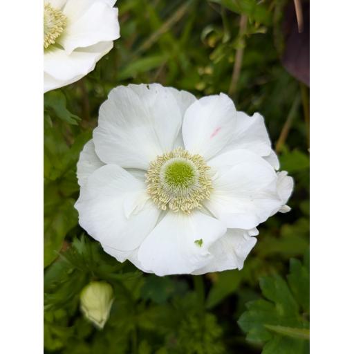 Anemone coronaria 'Bride' - 10 corms