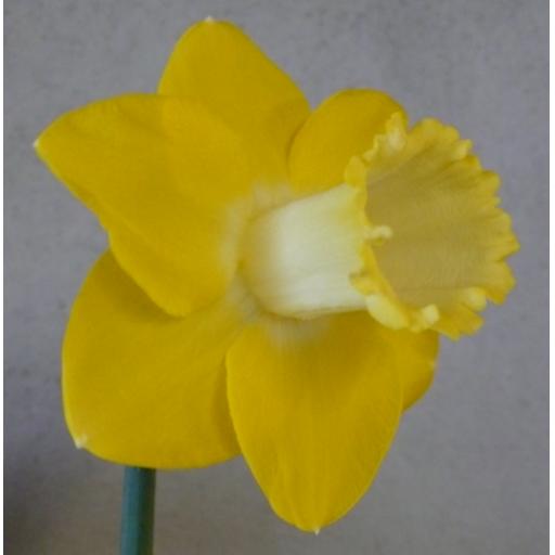 Luminosity 2YYW-W - Half Kilo Bag