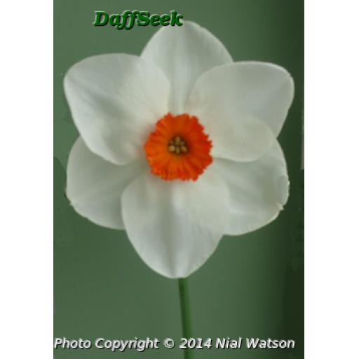 Hot Date - Half Kilo Bag