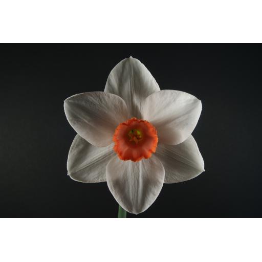 Contralto - Half Kilo Bag