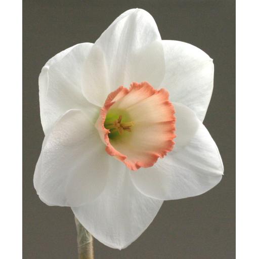 Editor 2W-YPP - Half Kilo Bag