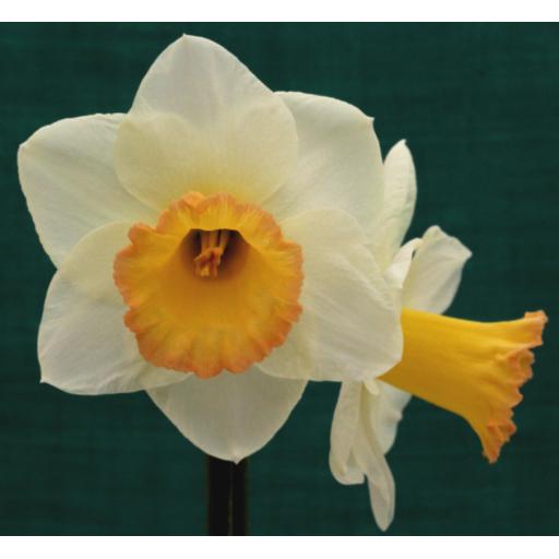 New Design - Half Kilo Bag