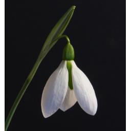 Galanthus Washfield Colesbourne Blk.jpg