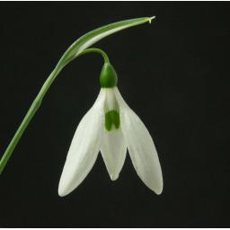 Galanthus Barbara's Hybrid.jpg