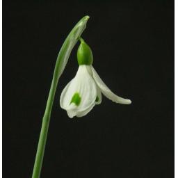 Galanthus Trymposter_1.jpg