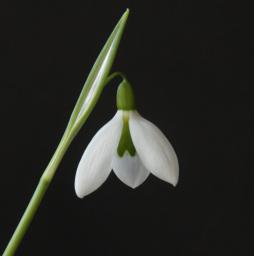 Galanthus Washfield Colesbourne_1.jpg