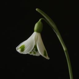 Galanthus Trymposter 17.jpg