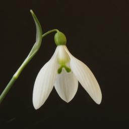 Galanthus Peg Sharples 17.jpg
