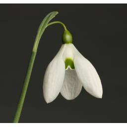 Galanthus Bertram Anderson.2_-2.jpg