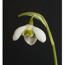 Galanthus Hippolyta_1.jpg