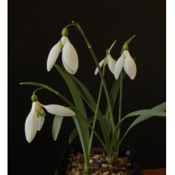 Galanthus Peg Sharples whole.jpg