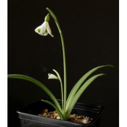 Galanthus Trymposter whole.jpg