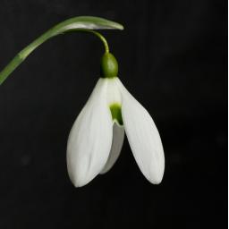 Galanthus Bertam Anderson.jpg