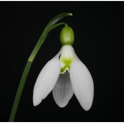 Galanthus Peg Sharples.jpg