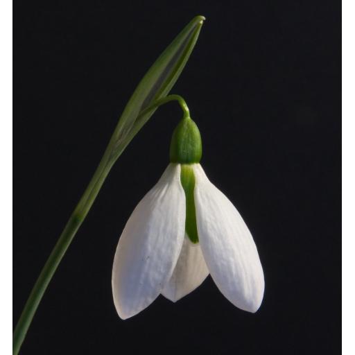 Galanthus Washfield Colesbourne Blk.jpg