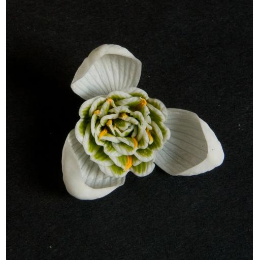 Galanthus Hippolyta Face_1.jpg