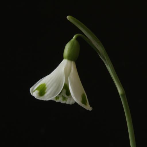 Galanthus Trymposter 17.jpg