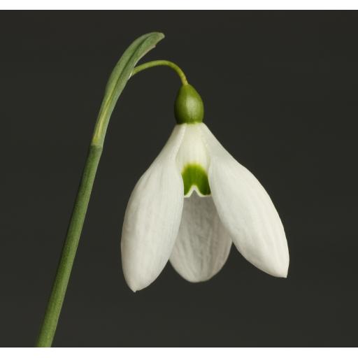 Galanthus Bertram Anderson.2_-2.jpg