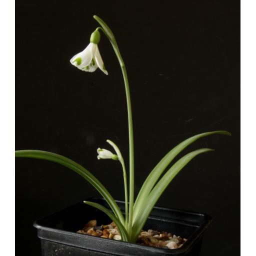 Galanthus Trymposter whole.jpg