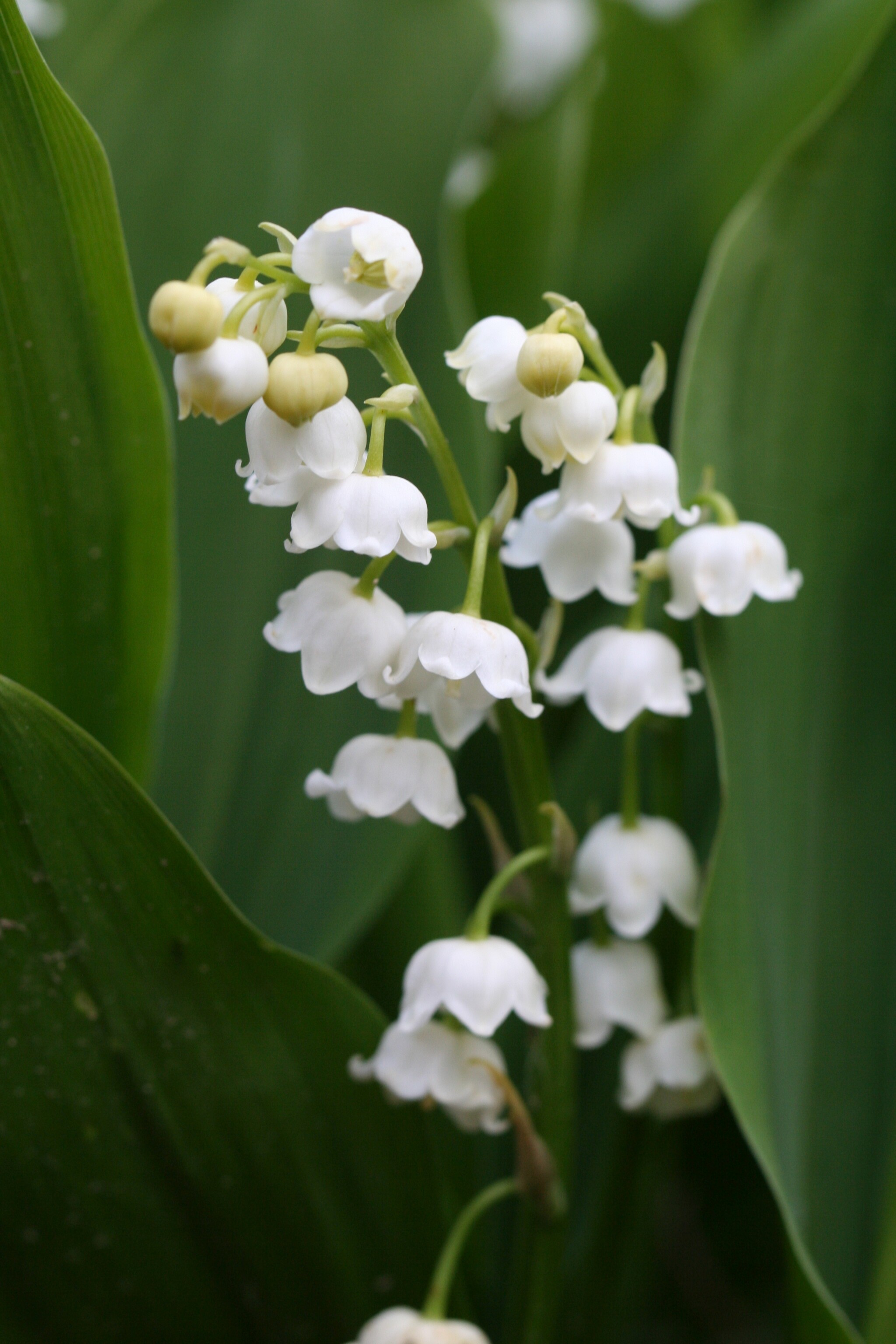 003-034 Convallaria majalis 'Bridal Choic' 5.5.19.jpg