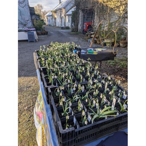 PXL_20250207_095808275 (1).jpg