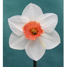 3732 - Am. Grace x Blackstone.jpg