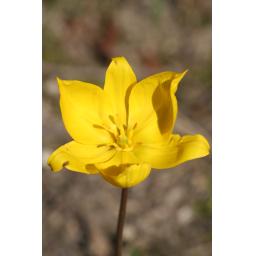981-099 Tulipa sylvestris ssp. australis JMH.8110  27.3.17.jpg