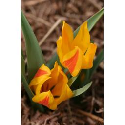 019-057 Tulipa heweri 4.4.23.jpg