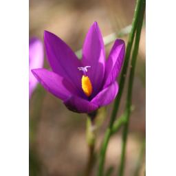 016-159 Romulea requienii 2.3.17 2.jpg