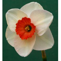 Pink Haze - angled view.jpg